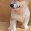 Pembroke Welsh Corgi puppies photo 4