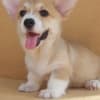 Pembroke Welsh Corgi puppies photo 5