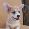 Pembroke Welsh Corgi puppies photo 6