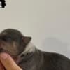 AMERICAN BULLY Xl photo 1