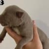 AMERICAN BULLY Xl photo 2