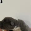 AMERICAN BULLY Xl photo 3