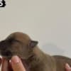 AMERICAN BULLY Xl photo 5