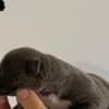 AMERICAN BULLY Xl photo 6
