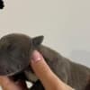 AMERICAN BULLY Xl photo 7