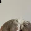 AMERICAN BULLY Xl photo 8