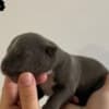 AMERICAN BULLY Xl photo 9