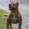 AMERICAN BULLY Xl photo 10