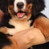 Bernese Mountain dog puppies photo 2