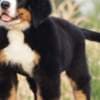 Bernese Mountain dog puppies photo 4