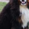 Bernese Mountain dog puppies photo 10