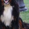 Bernese Mountain dog puppies photo 11