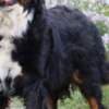 Bernese Mountain dog puppies photo 12