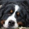 Bernese Mountain dog puppies photo 13