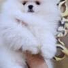 White Pomeranian Spitz puppies photo 1
