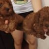 Red that poodle photo 2