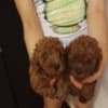 Red that poodle photo 3