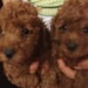 Red that poodle photo 4