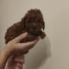 Red that poodle photo 5