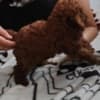 Red that poodle photo 6