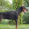 Doberman puppies for sale photo 1