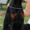 Doberman puppies for sale photo 3