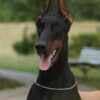 Doberman puppies for sale photo 4