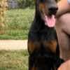 Doberman puppies for sale photo 5