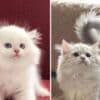 Full Pedigree British longhair kittens photo 1