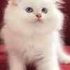 Full Pedigree British longhair kittens photo 2