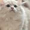Full Pedigree British longhair kittens photo 3