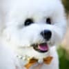 Bichon Frise puppy for sale photo 2