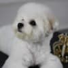 Bichon Frise puppy for sale photo 3