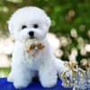 Bichon Frise puppy for sale photo 4