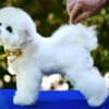 Bichon Frise puppy for sale photo 5