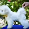 Bichon Frise puppy for sale photo 7