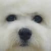 Bichon Frise puppy for sale photo 8