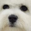 Bichon Frise puppy for sale photo 9