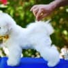 Bichon Frise puppy for sale photo 10