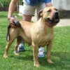 Boerboel (South African Mastiff) puppies photo 2