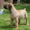 Boerboel (South African Mastiff) puppies photo 3