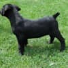 Boerboel (South African Mastiff) puppies photo 5