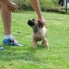 Boerboel (South African Mastiff) puppies photo 6