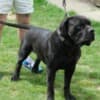 Boerboel (South African Mastiff) puppies photo 10