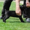Boerboel (South African Mastiff) puppies photo 11