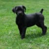 Boerboel (South African Mastiff) puppies photo 12