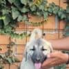 Turkish Kangal puppies for sale photo 1