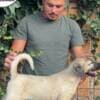 Turkish Kangal puppies for sale photo 3