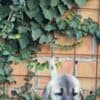 Turkish Kangal puppies for sale photo 5