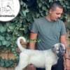 Turkish Kangal puppies for sale photo 6